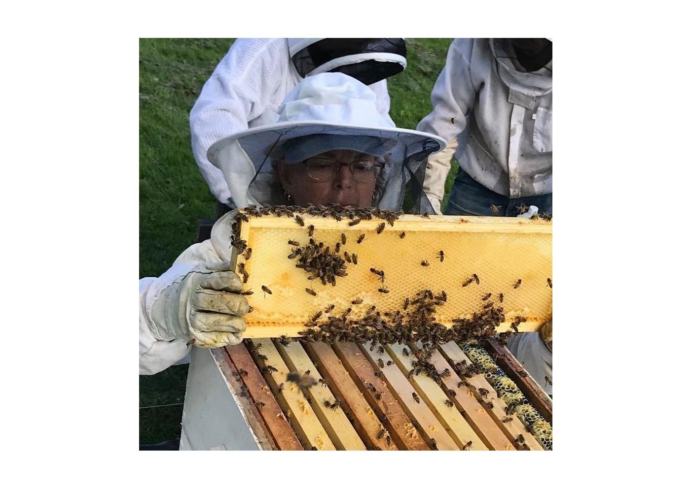 Welcome to the World of Beekeeping - Imagine That Honey