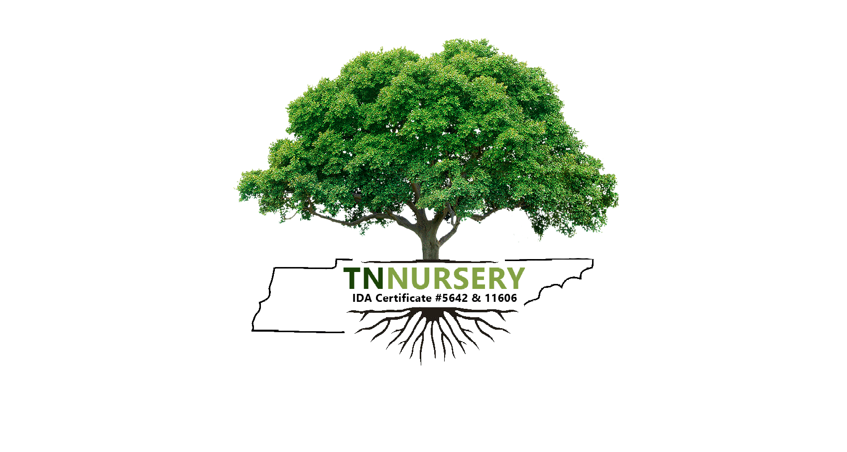Trees, Shrubs, Perennials, Ferns, Moss & More - TN Nursery